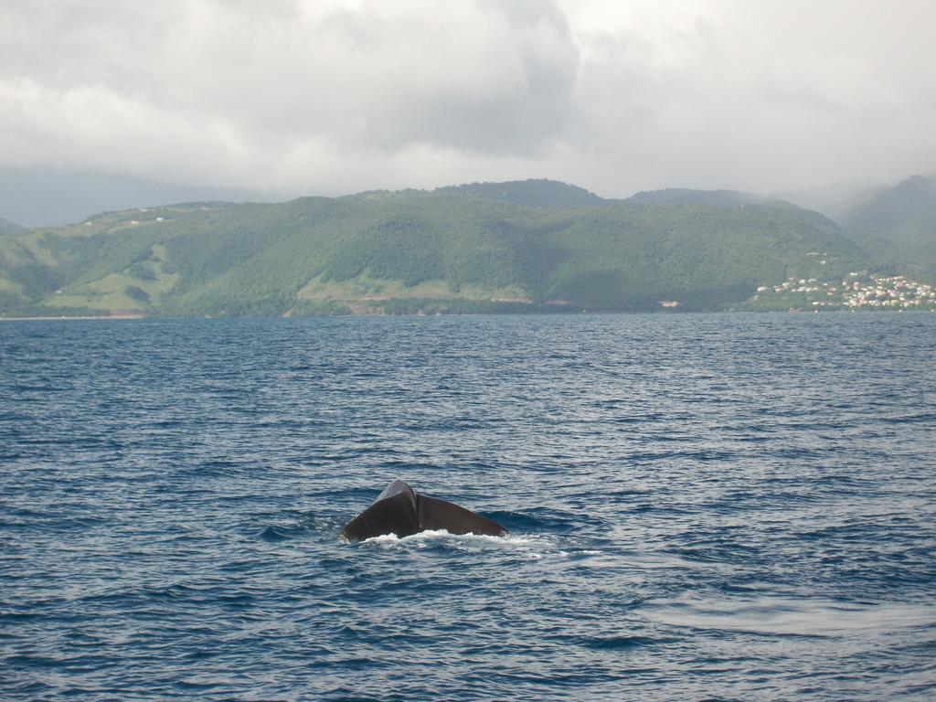 Anchorage Hotel, Whale Watch & Dive Center Roseau Eksteriør billede